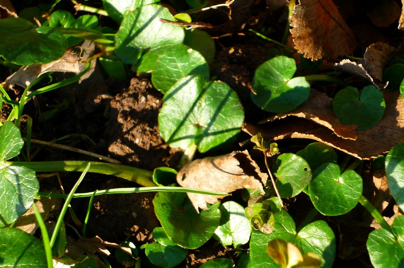 Scharbockskraut im Januar