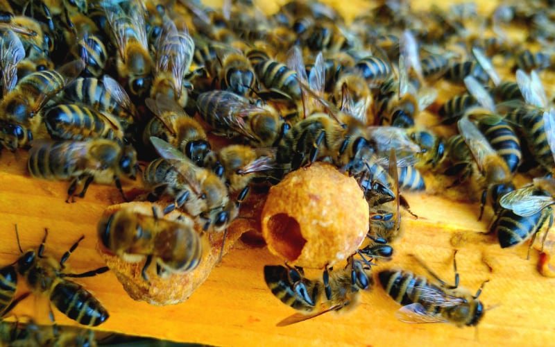 Mysterium Honigbiene – Imkerei für Einsteiger